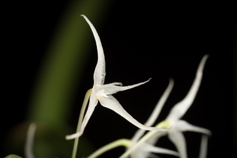 Bulbophyllum majus photo 5