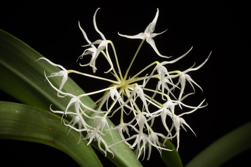 Bulbophyllum majus photo 6