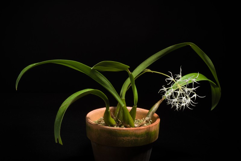 Bulbophyllum majus photo 7