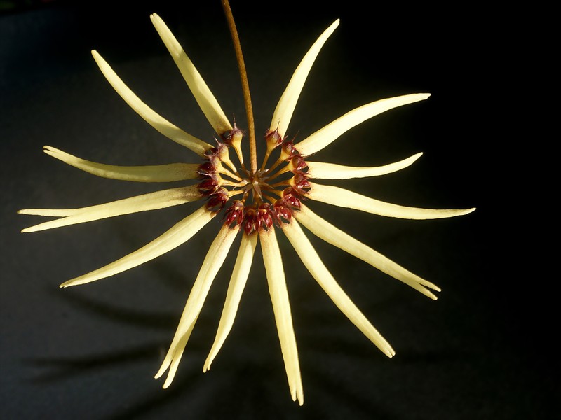 Bulbophyllum makoyanum