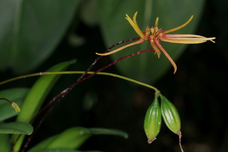 Bulbophyllum makoyanum photo 2