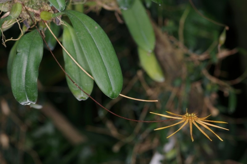 Bulbophyllum makoyanum photo 3