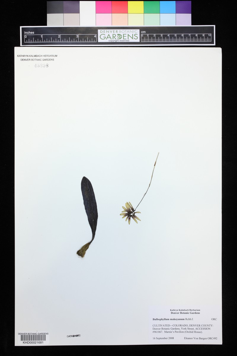Bulbophyllum makoyanum photo 6