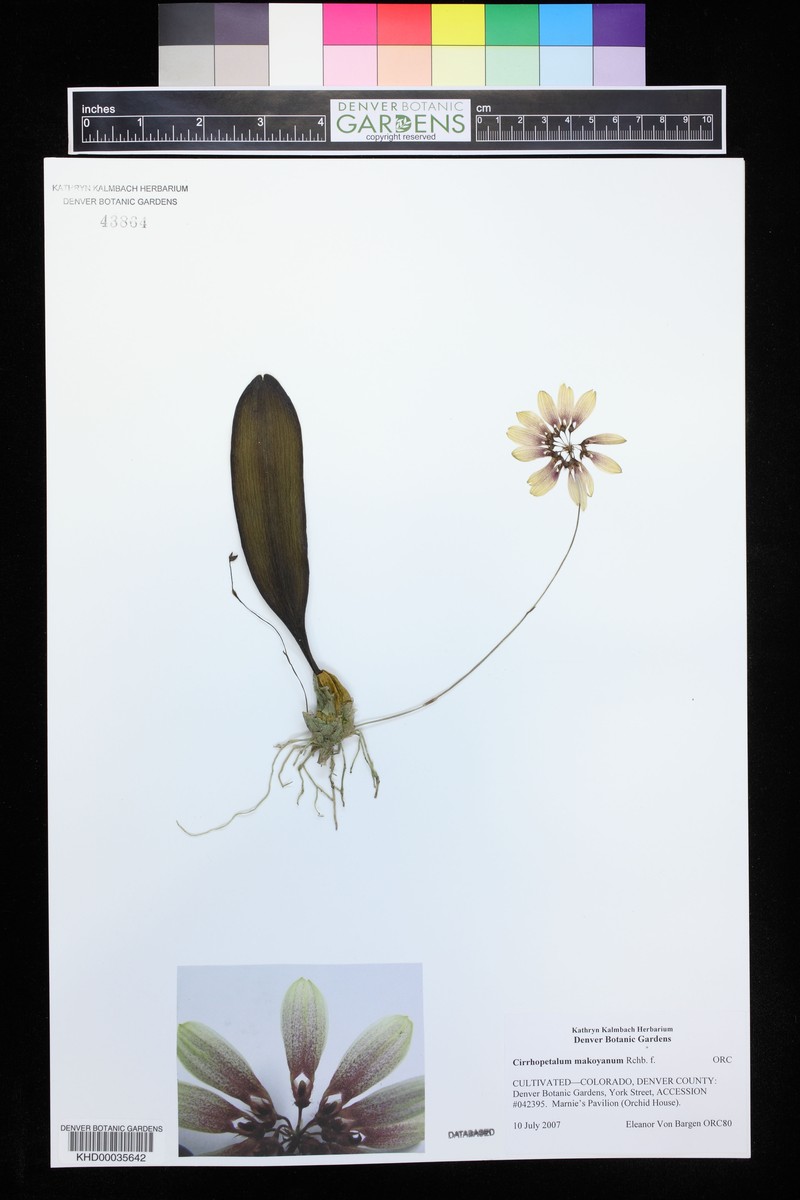 Bulbophyllum makoyanum photo 7