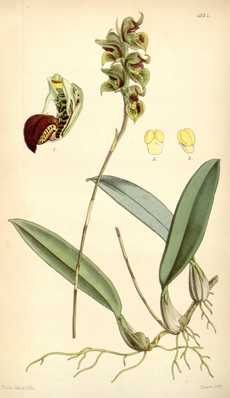 Bulbophyllum malachadenia