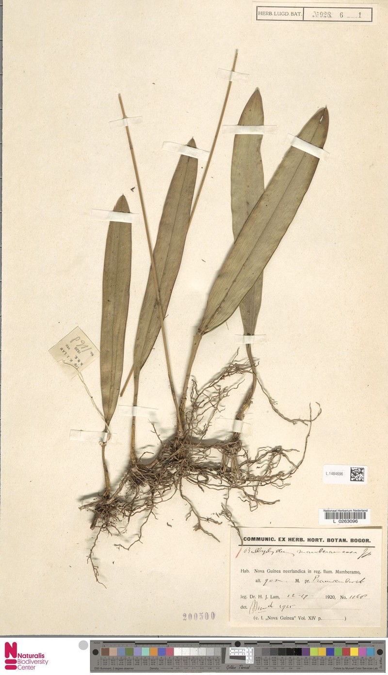 Bulbophyllum mamberamense