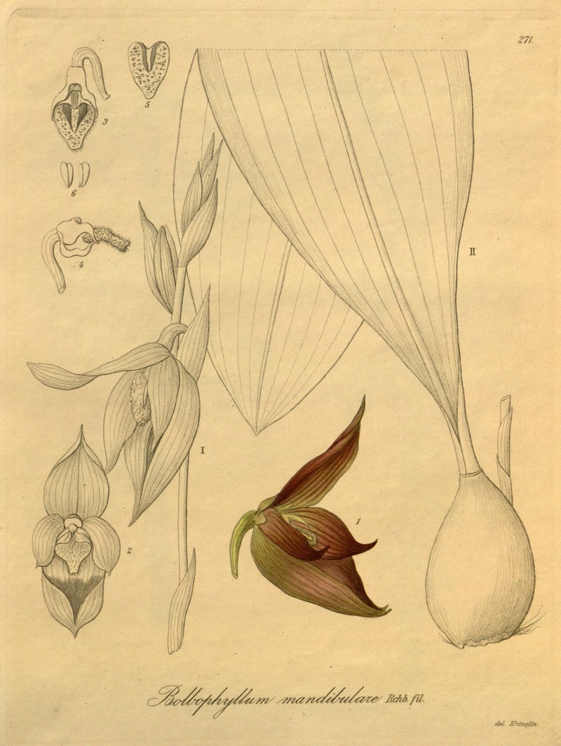 Bulbophyllum mandibulare