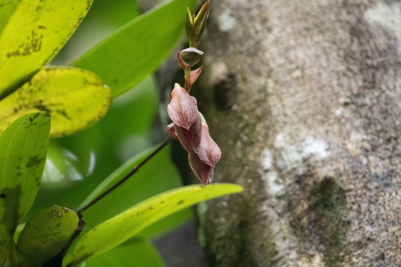 Bulbophyllum mandibulare photo 2