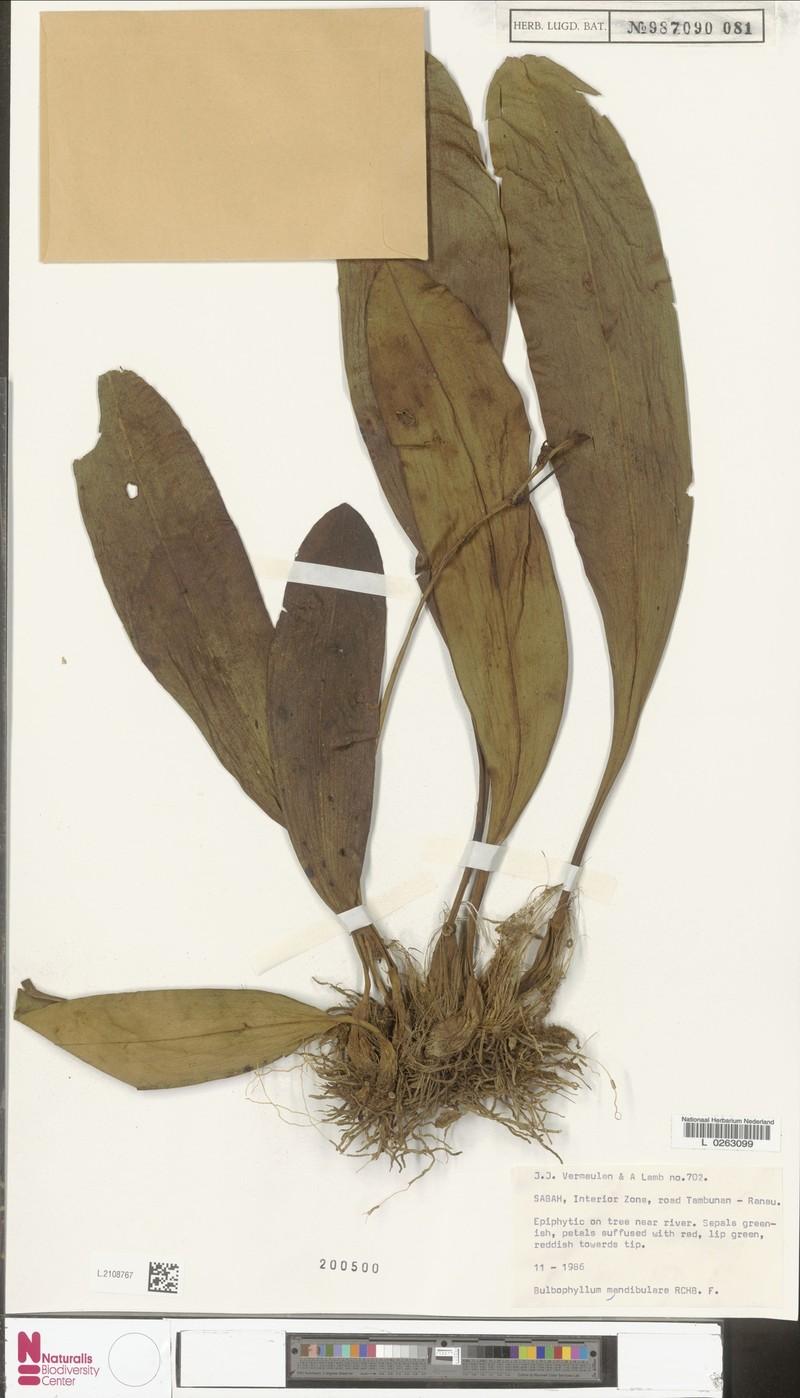 Bulbophyllum mandibulare photo 4