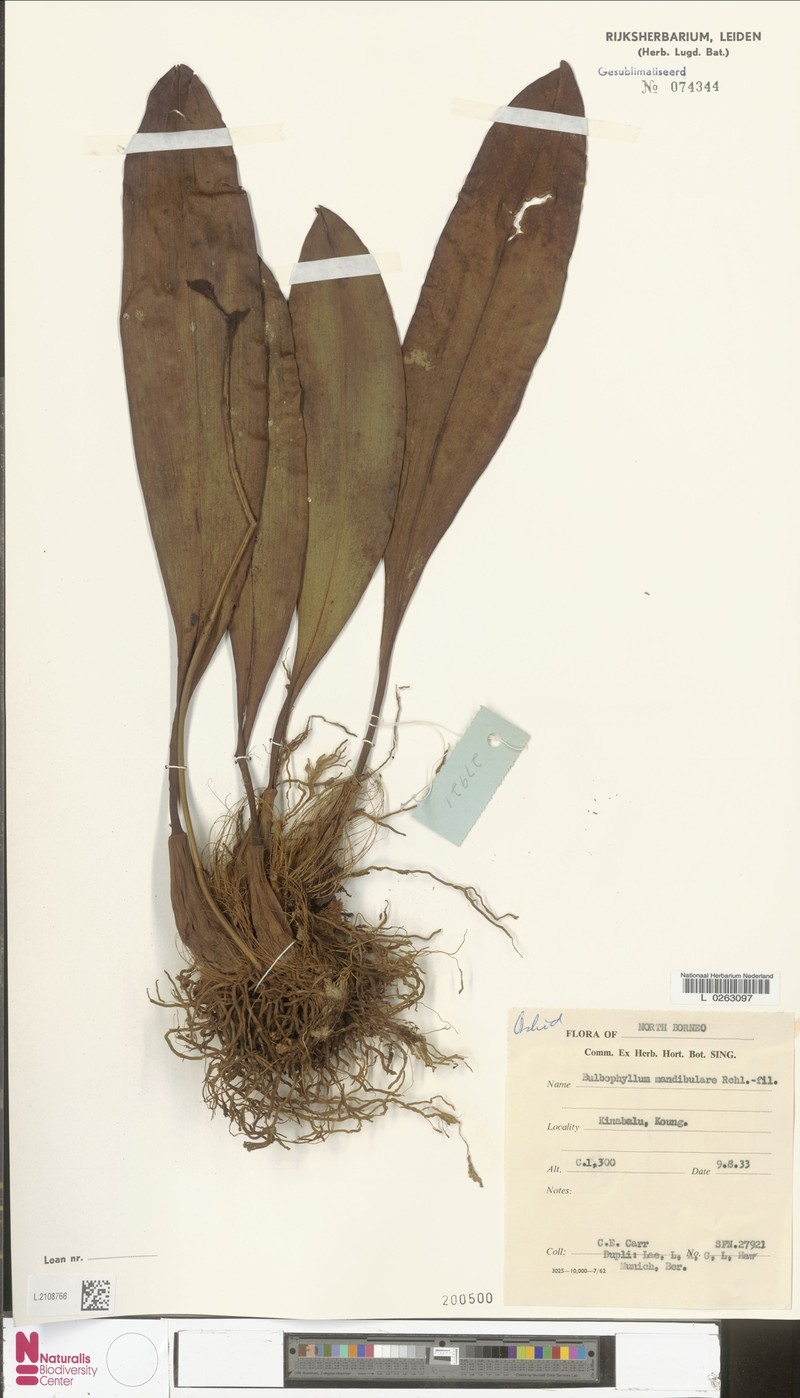 Bulbophyllum mandibulare photo 5