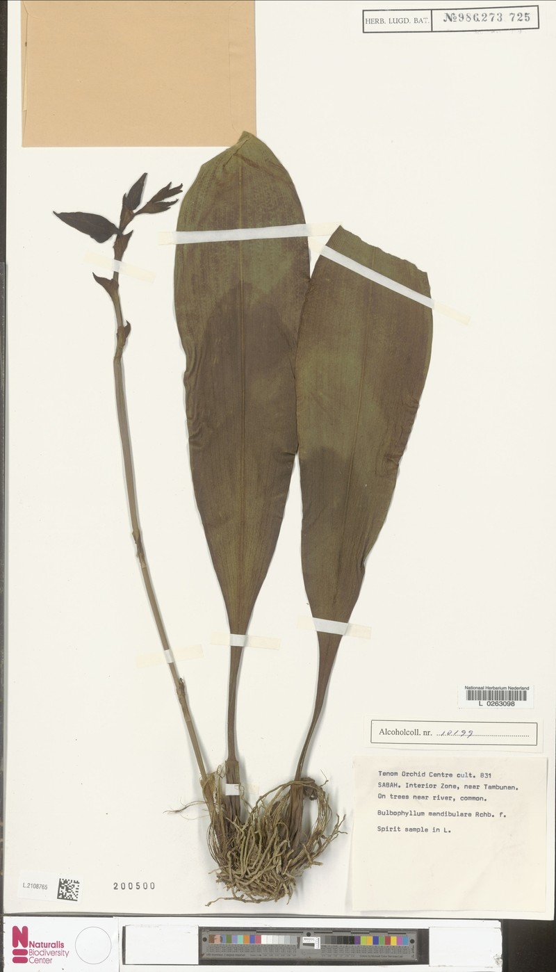 Bulbophyllum mandibulare photo 6