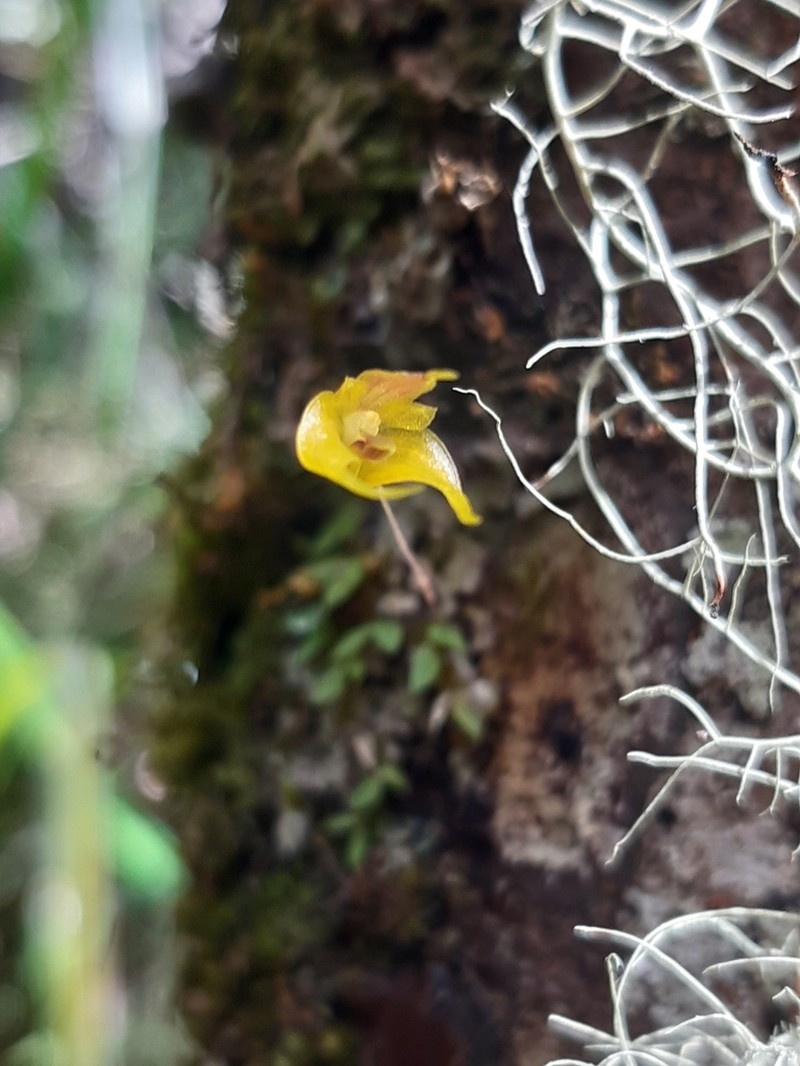 Bulbophyllum mangenotii