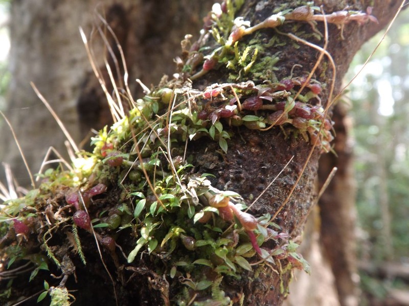 Bulbophyllum mangenotii photo 4