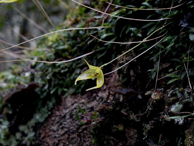 Bulbophyllum mangenotii photo 5