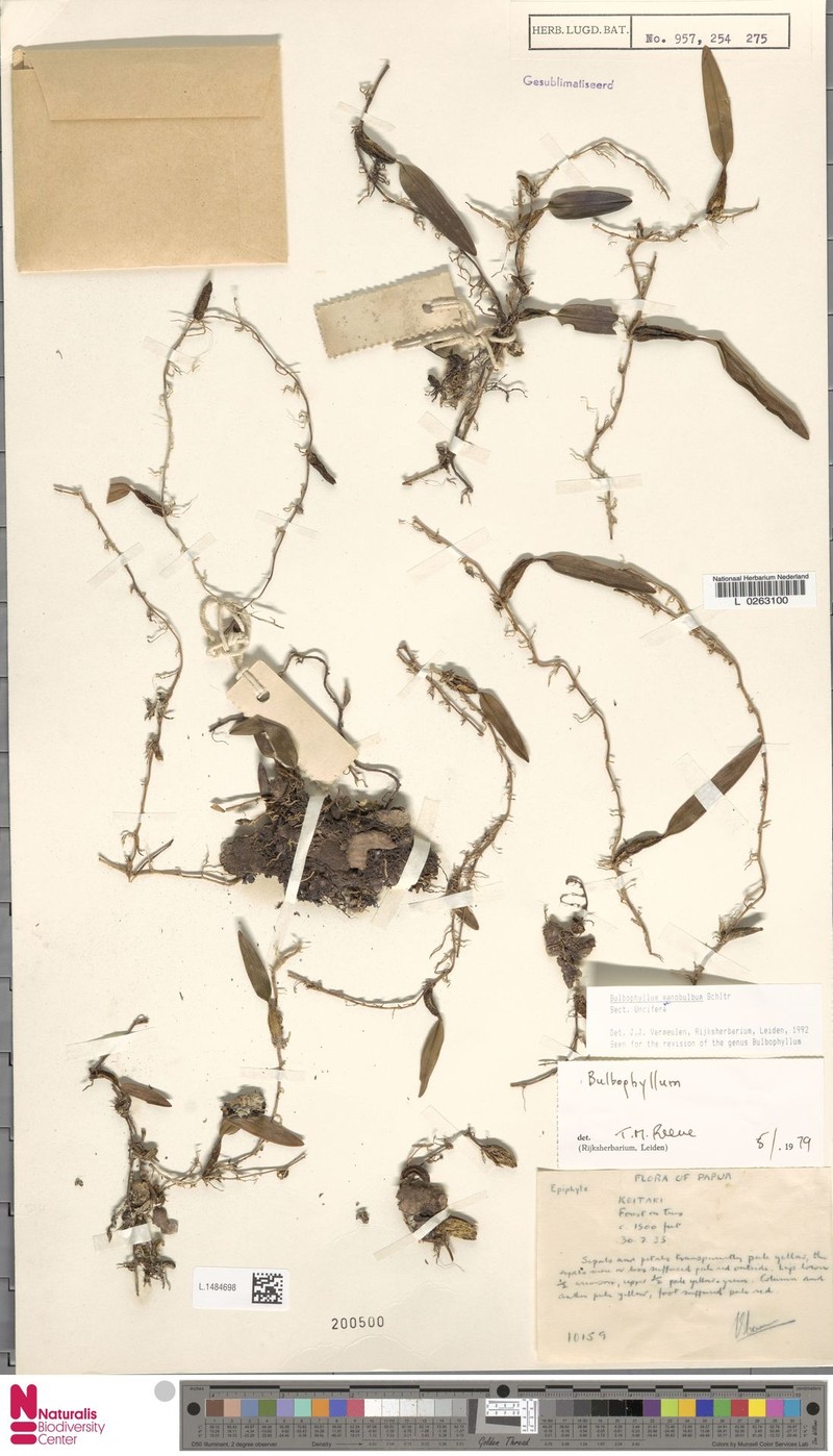 Bulbophyllum manobulbum