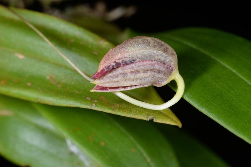 Bulbophyllum maquilingense photo 2