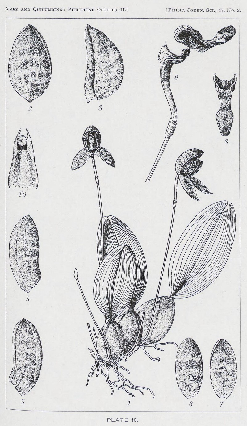 Bulbophyllum maquilingense