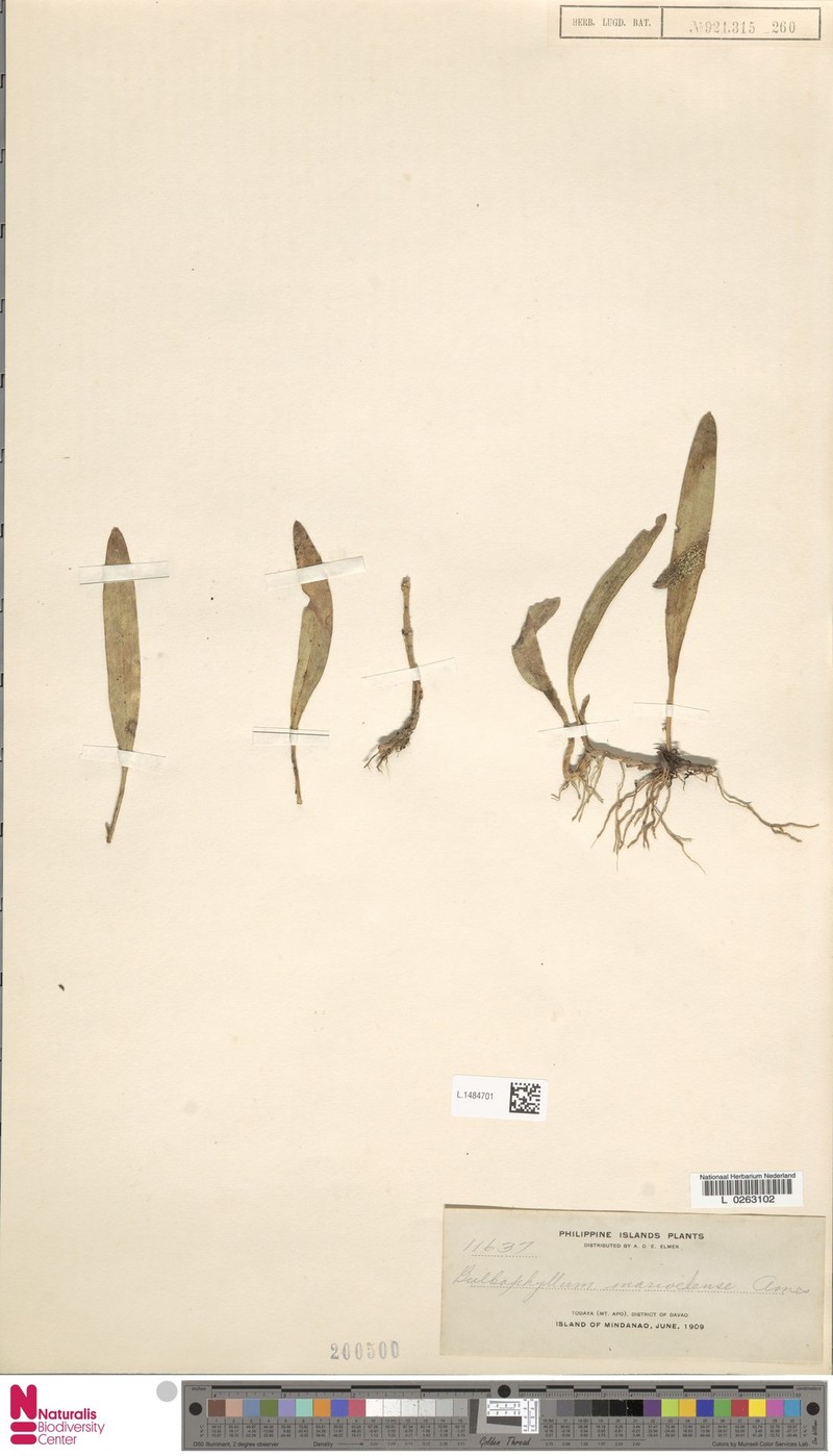 Bulbophyllum marivelense