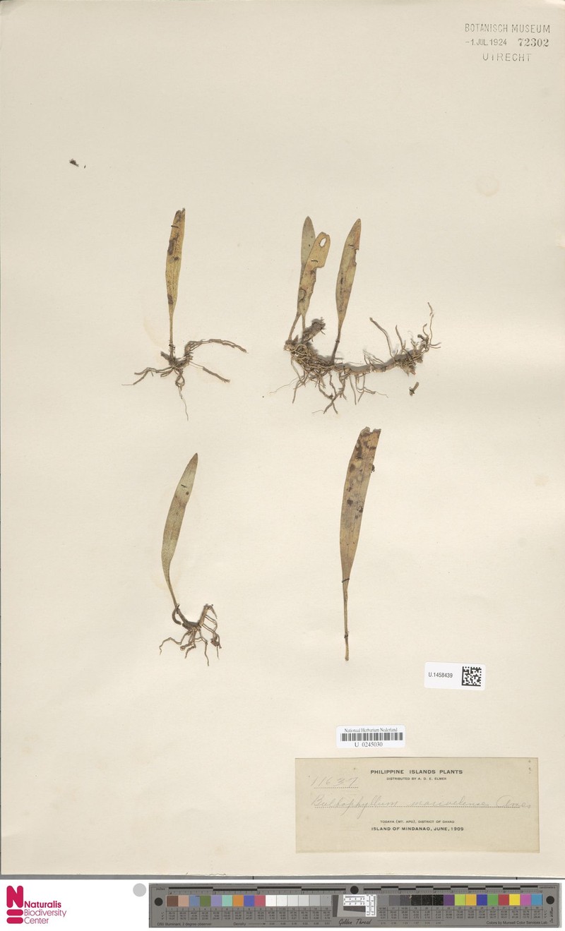 Bulbophyllum marivelense photo 2