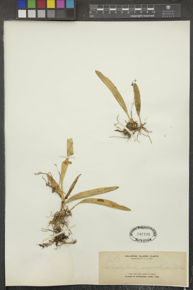 Bulbophyllum marivelense photo 3