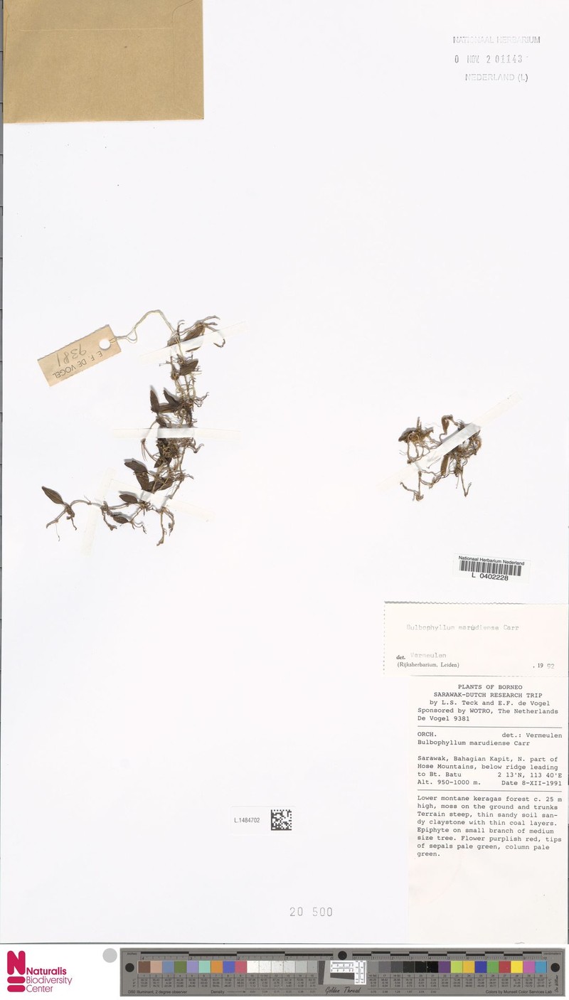 Bulbophyllum marudiense