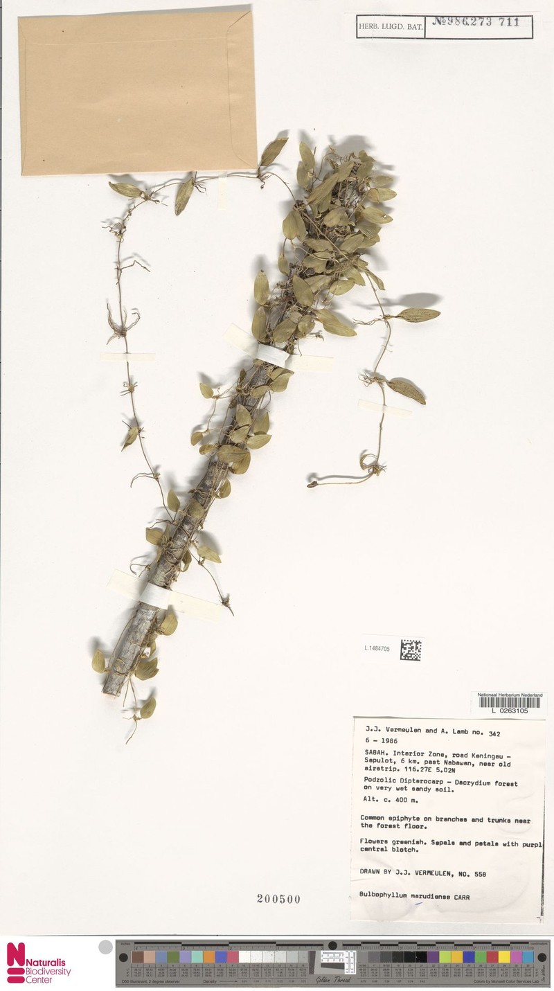 Bulbophyllum marudiense photo 2