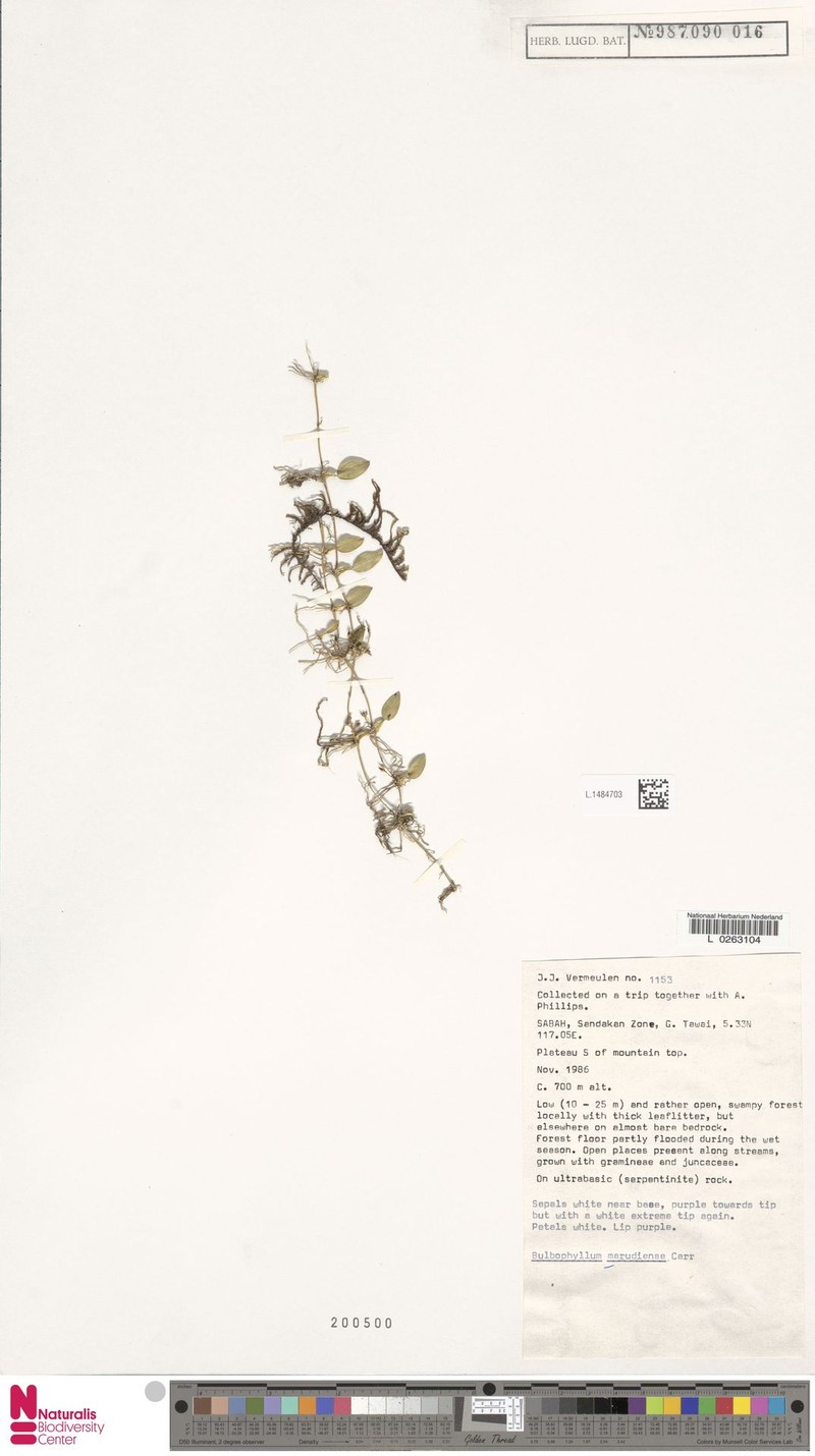 Bulbophyllum marudiense photo 3