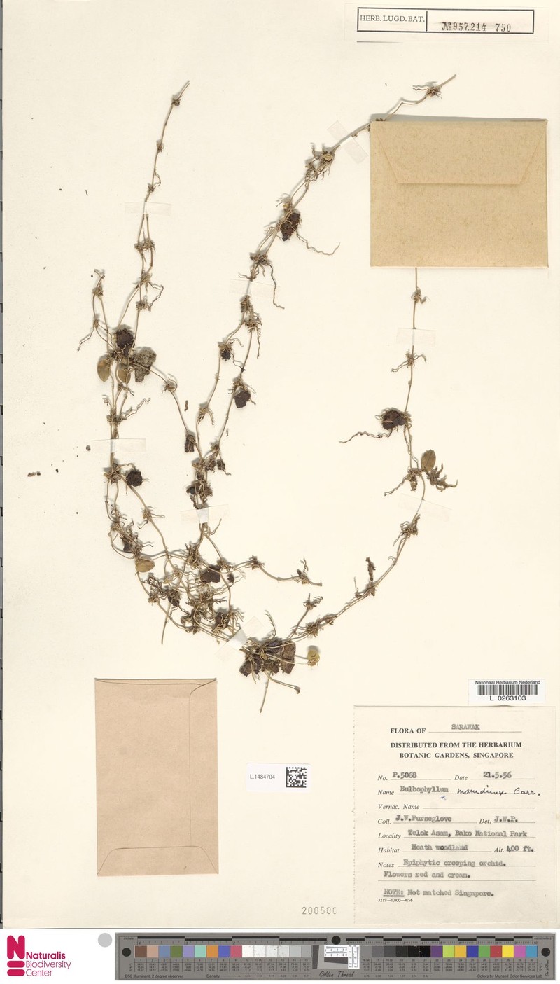 Bulbophyllum marudiense photo 4