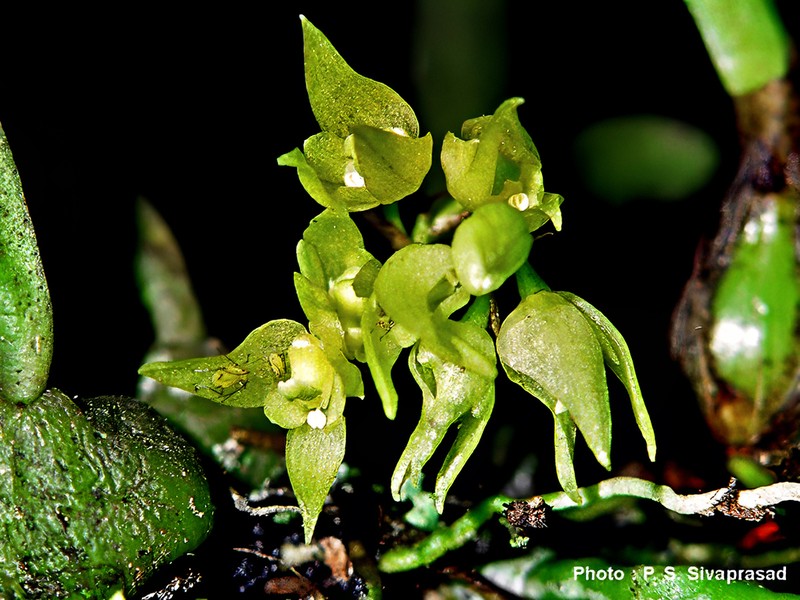 Bulbophyllum maskeliyense photo 2