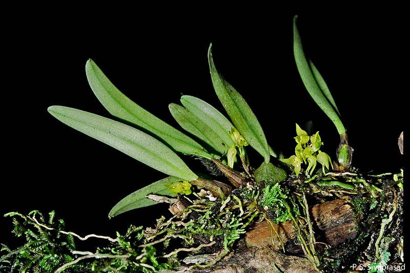 Bulbophyllum maskeliyense photo 3