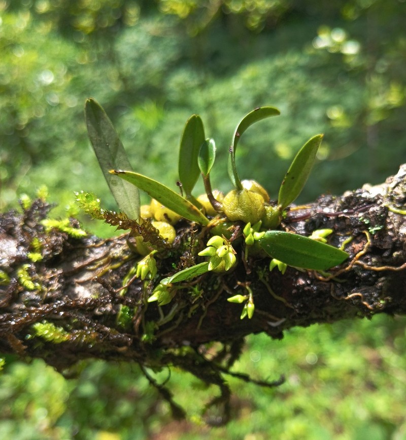 Bulbophyllum maskeliyense photo 4