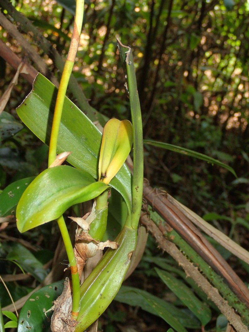 Bulbophyllum masoalanum