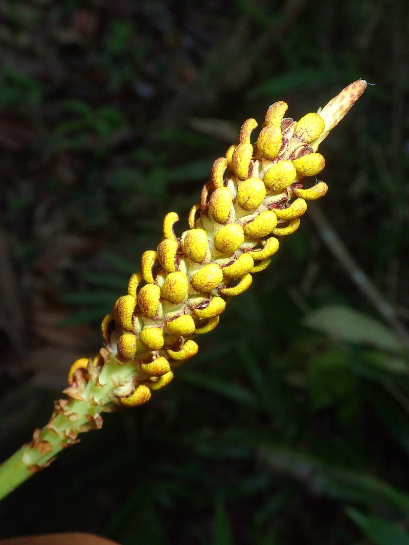 Bulbophyllum masoalanum photo 2