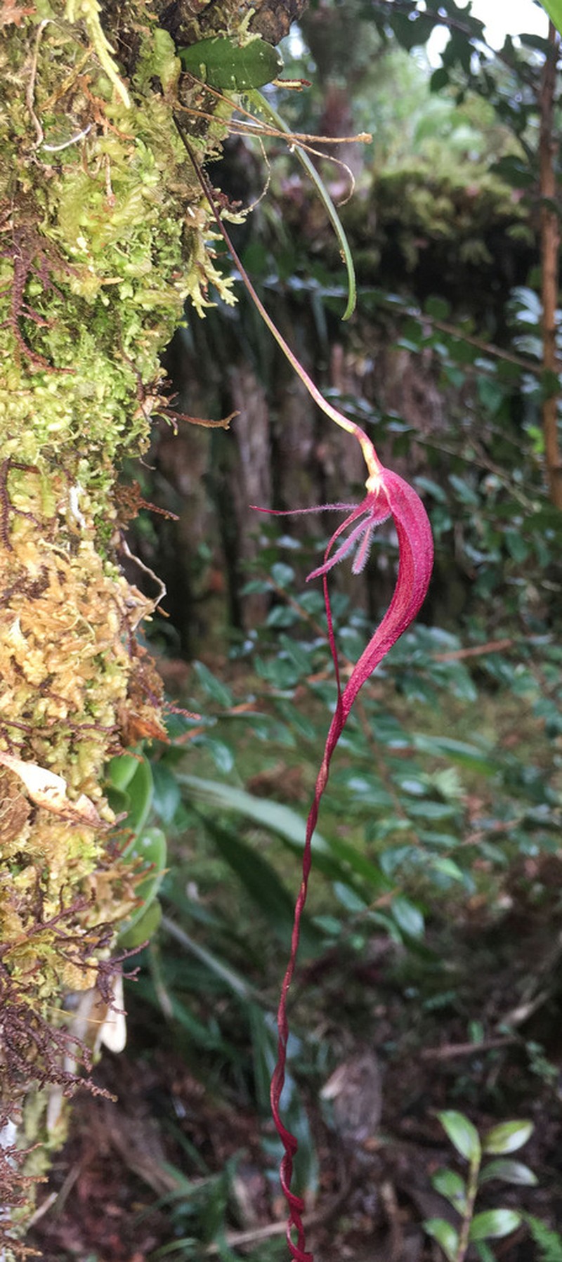 Bulbophyllum masonii
