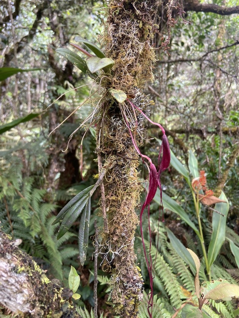 Bulbophyllum masonii photo 2