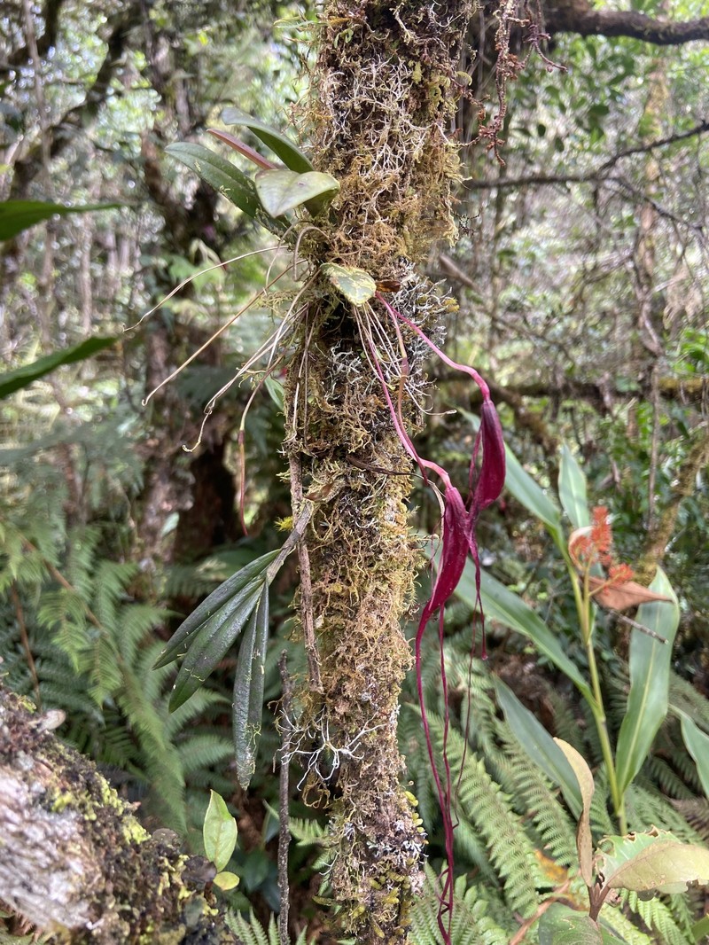 Bulbophyllum masonii photo 3