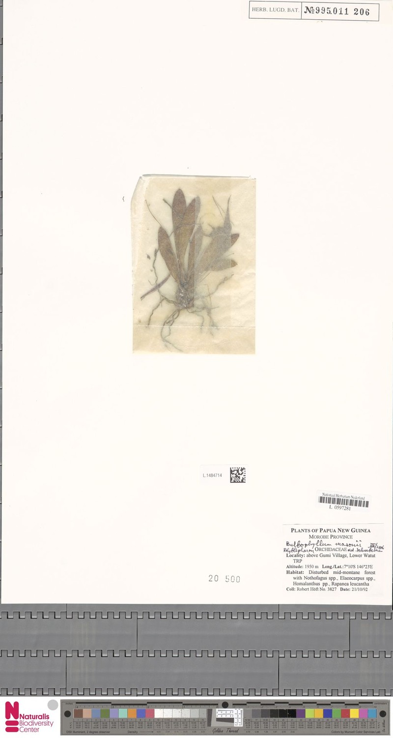Bulbophyllum masonii photo 4