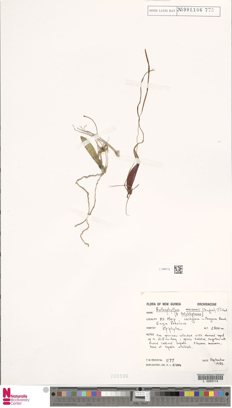 Bulbophyllum masonii photo 5