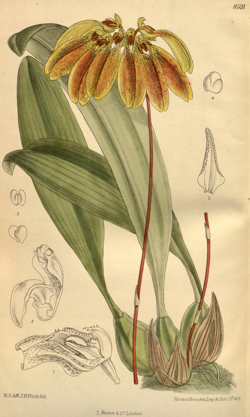 Bulbophyllum mastersianum