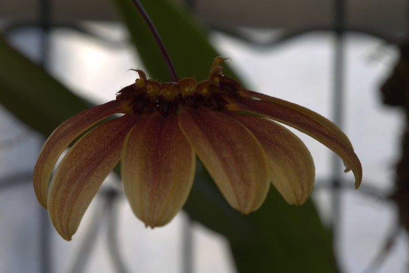 Bulbophyllum mastersianum photo 2