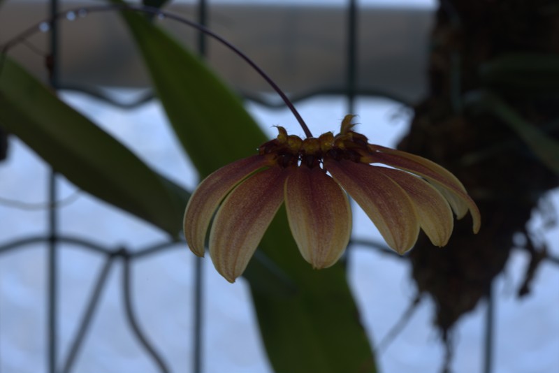 Bulbophyllum mastersianum photo 3