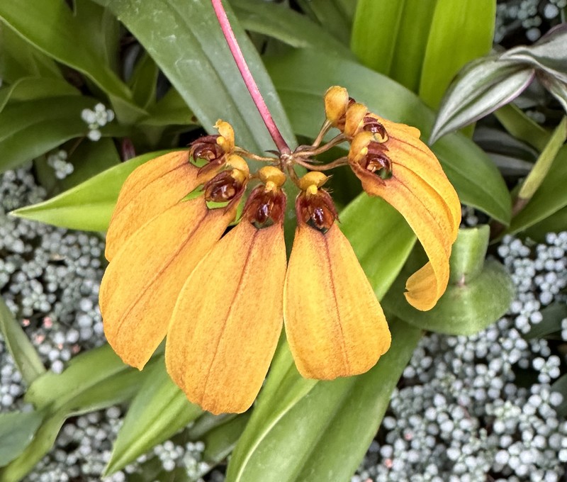 Bulbophyllum mastersianum photo 4
