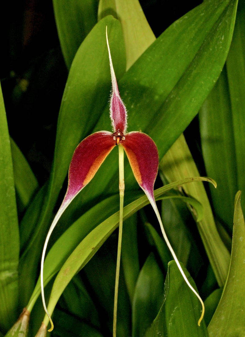 Bulbophyllum maxillare