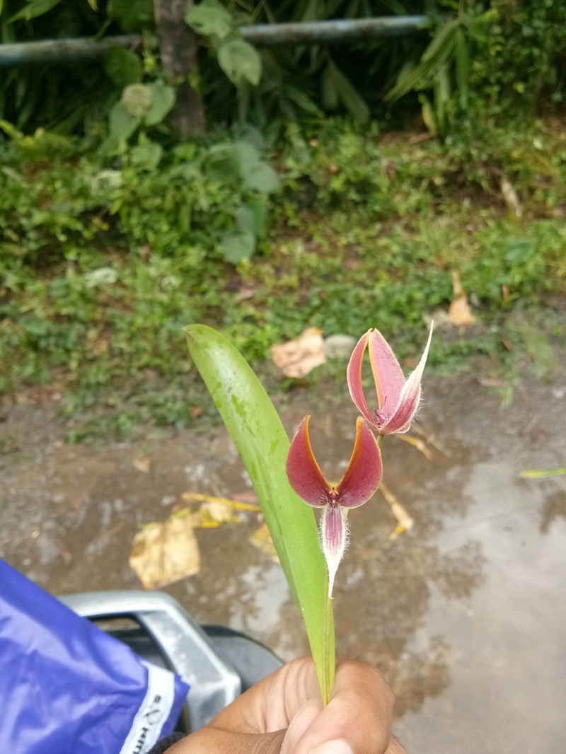 Bulbophyllum maxillare photo 2