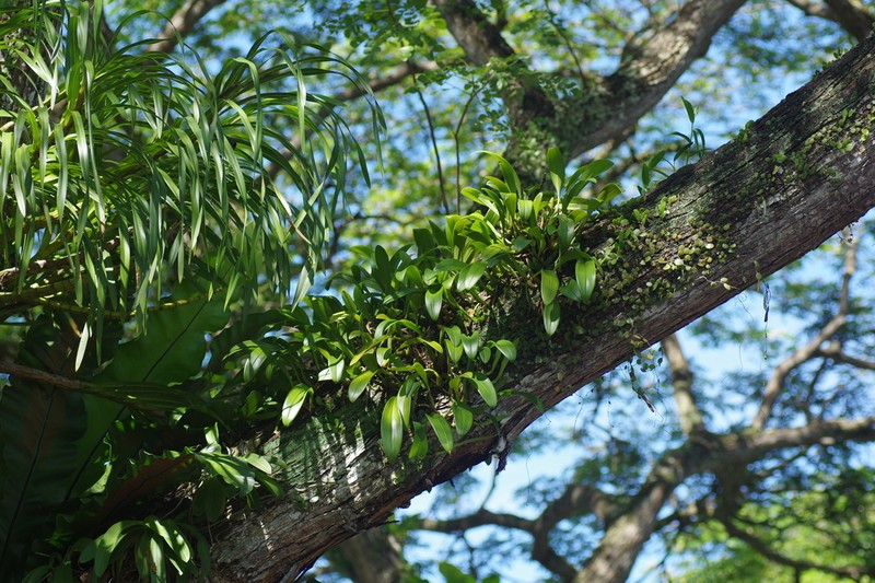 Bulbophyllum maxillare photo 3