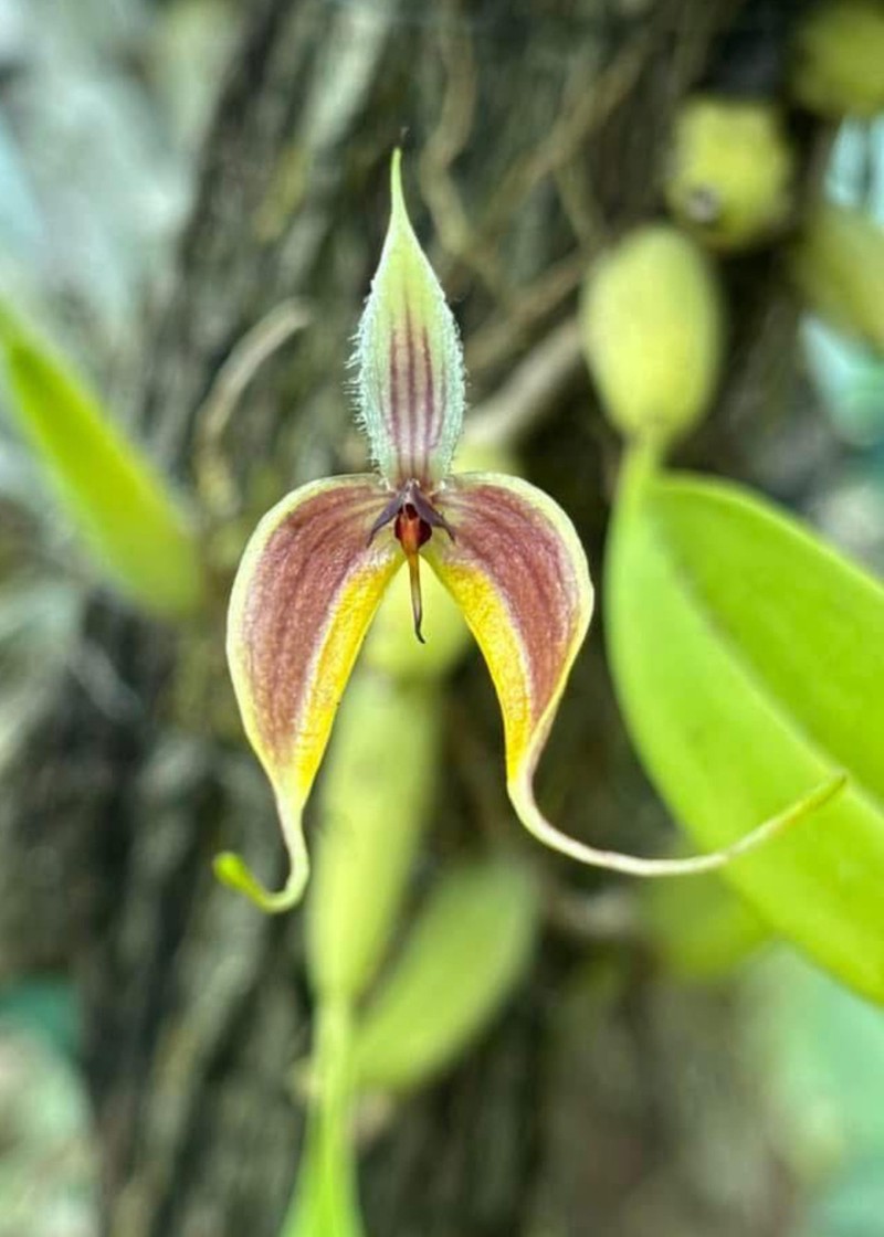 Bulbophyllum maxillare photo 4