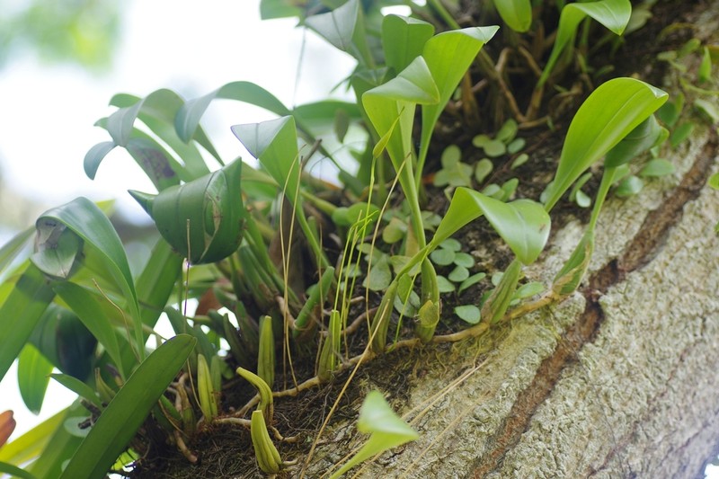 Bulbophyllum maxillare photo 5