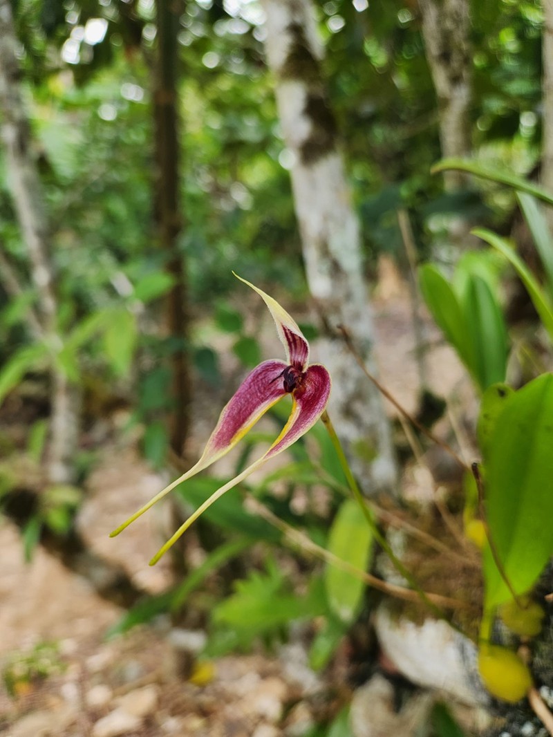 Bulbophyllum maxillare photo 6