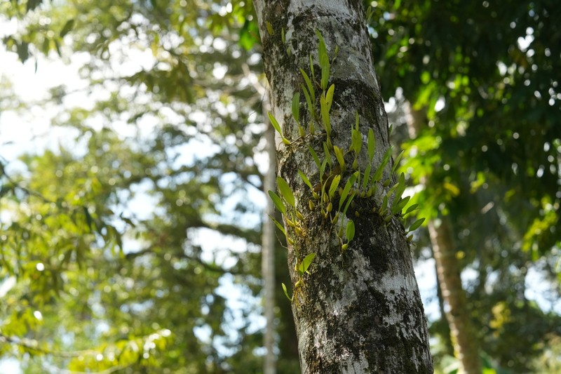 Bulbophyllum maxillare photo 7