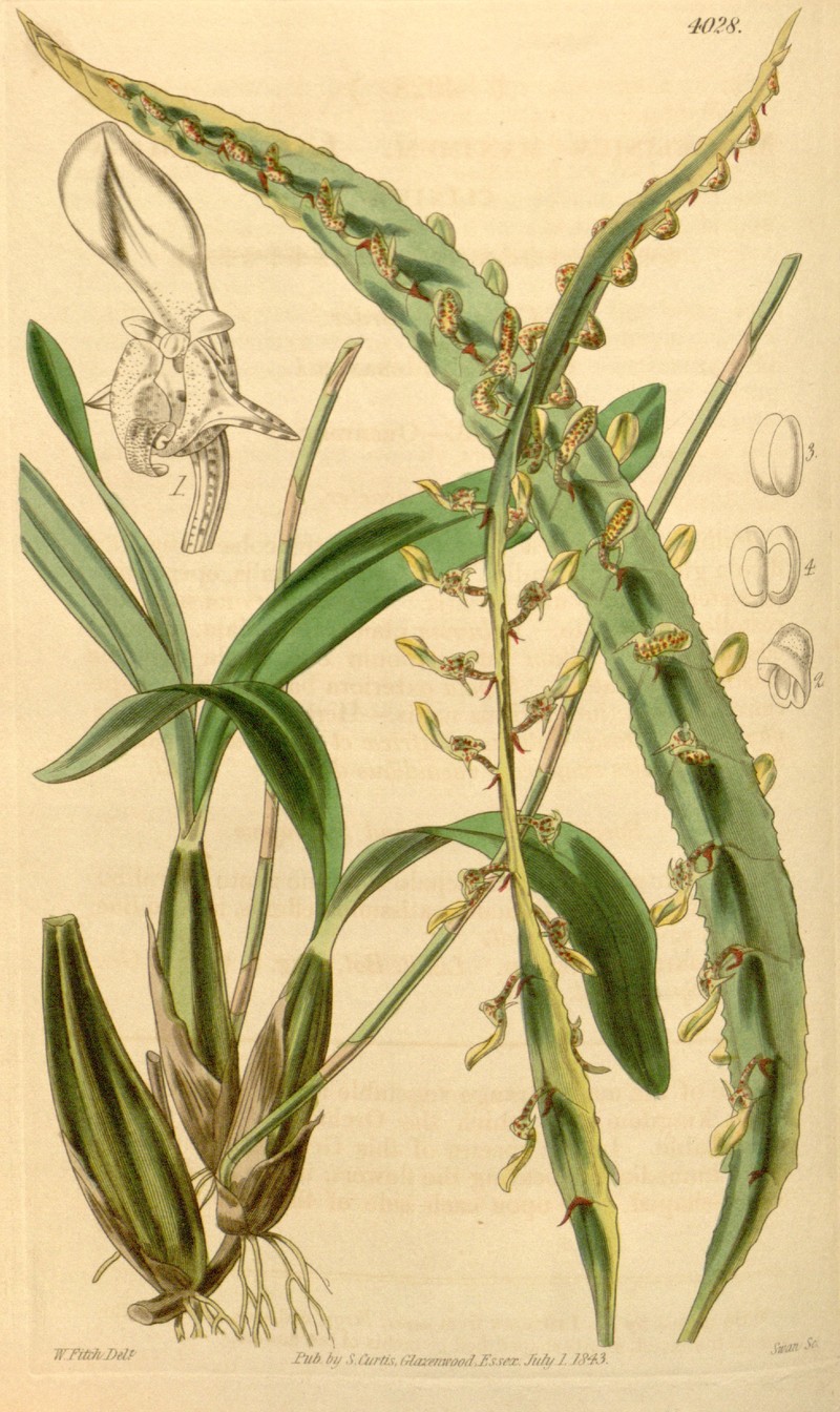 Bulbophyllum maximum